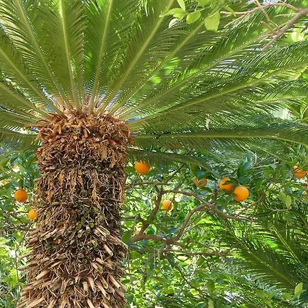 Ivo's Garden Apartment, Near The Old Town Dubrovnik