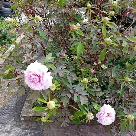 Ivo's Garden Apartment, Near The Old Town شقة *