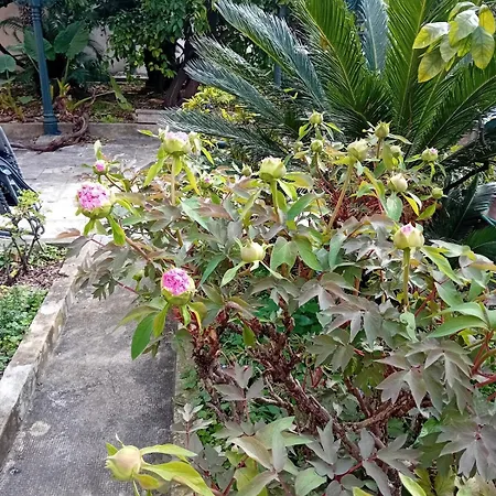 Ivo's Garden Apartment, Near The Old Town * دوبروفينك