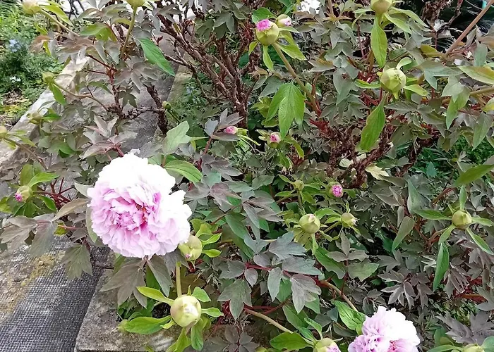 Ivo's Garden Apartment, Near The Old Town Lejlighed *