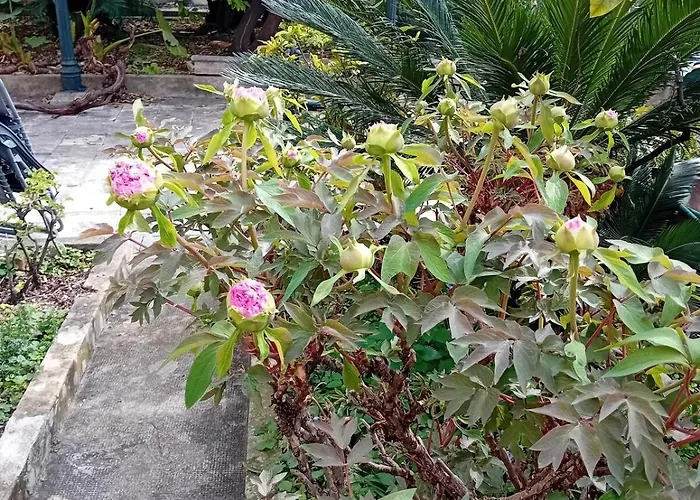 Ivo's Garden Apartment, Near The Old Town * Dubrovník