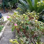 Ivo's Garden Apartment, Near The Old Town * دوبروفينك